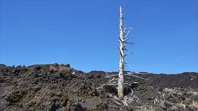 Lava field, dead white tree, blue sky, Etna, volcano, Eastern Sicily, Sicily, Italy, Europe