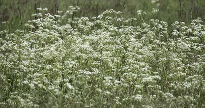 Ground elder (Aegopodium podagraria), Münsterland, North Rhine-Westphalia, Germany, Europe