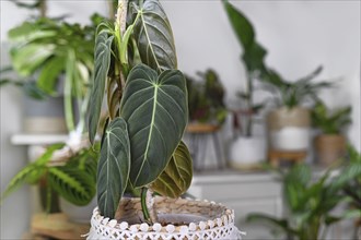 Close up of leaf of tropical 'Philodendron Melanochrysum' houseplant with other plants in