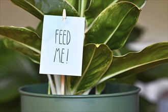 Houseplant with sign saying 'Feed me'. Concept for fertilizing plants