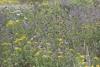 Wildflower meadow, Emsland, Lower Saxony, Germany, Europe