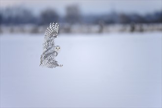 Female snowy owl (Nyctea scandiaca) (syn. Bubo scandiaca) in flight, wings spread, Quebec, Canada,