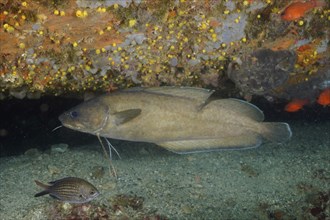 Dark forkbeard (Phycis phycis), dive site marine reserve Cap de Creus, Rosas, Costa Brava, Spain,