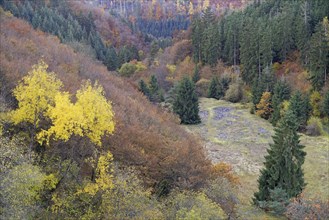 Mixed forest with spruce (Picea abies) and deciduous trees with autumn foliage, slate dump, Eastern