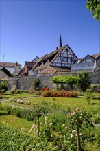 Rose garden at the city wall, Radolfzell, Baden-Württemberg, Germany, Europe