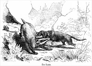 Badger and basset hound, Hubertus hunting and hunting scenes, wild animals, bite, neck, fight,