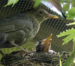 Blackbird, female and nestlings, young blackbirds (Turdus merula) in nest, Saxony, Germany, Europe