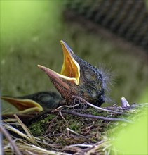 Nestlings, young blackbirds (Turdus merula) in nest, a few days old, Saxony, Germany, Europe