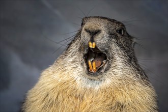 Wild marmots in the area of the HIGH TAUERN, Salzburg