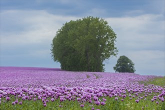 Poppy cultivation in Saxony