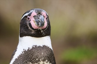 African penguin (Spheniscus demersus) portrait, detail, captive, Germany, Europe