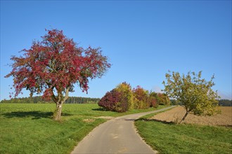 Road, field landscape, pear tree, fruit trees, sky, autumn, beeches, Odenwald, Baden-Württemberg,