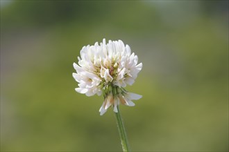 White clover (Trifolium repens), single flower, North Rhine-Westphalia, Germany, Europe