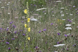 Wildflower meadow with small-flowered mullein (Verbascum thapsus), Emsland, Lower Saxony, Germany,