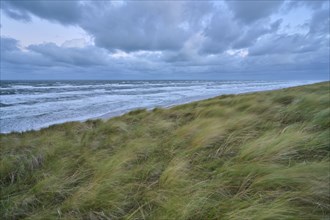 Sand dune, Sea, Marram Grass, Wind, Clouds, Zandvoort, North Sea, North Holland, Netherlands