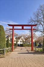 Hofheim, Germany, March 2020: Traditional Japanese 'Torii' gate and blooming Japanese cherry trees