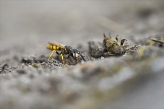 European beewolf (Philanthus triangulum), at the cave entrance, with captured bee, Bottrop, Ruhr