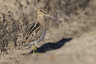 Common Snipe (Gallinago gallinago), Emsland, Lower Saxony, Germany, Europe