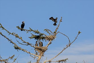 Cormorant colony, cormorant lands, tree, Geltinger Birk, Schleswig-Holstein, Germany, Europe