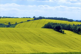 Rape fields near Maxen