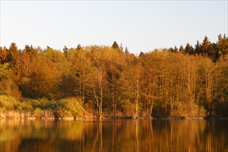 Alder swamp forest in spring shortly in front of sunset at a peat cut in the Peene, Flusslandschaft