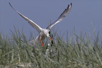 Common Tern (Sterna hirundo), territorial fight of a pair in the colony, dispute between two