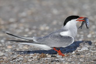 Common Tern (Sterna hirundo), mating animal with fish in its beak in the colony, Lower Saxon Wadden