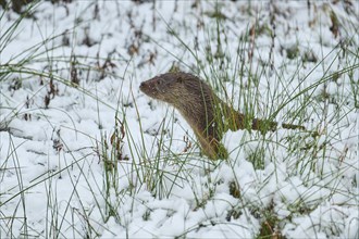 European otter (Lutra lutra), in the snow, winter, captive, Germany, Europe