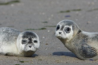 Common harbor seal (Phoca vitulina), two howlers on the beach, two juveniles, Lower Saxony Wadden