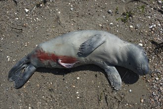 Common harbor seal (Phoca vitulina), found dead on the beach, stillborn, Lower Saxony Wadden Sea