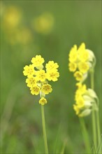 Common cowslip (Primula veris), primrose family, cowslip, apothecary primrose, medicinal plant