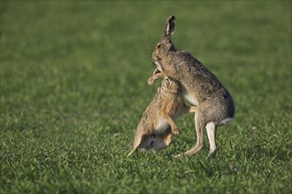 European Brown Hares (Lepus europaeus) boxing, fighting in field during the breeding season,