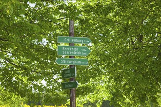 Tharandt Forest near Dorfhain