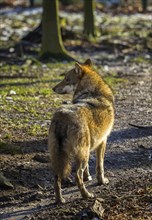 Moritzburg Game Reserve