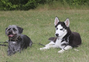 Dachshund Shih Tzu mix (Canis lupus familaris), male 4 years, and Siberian Husky 5 months, lying