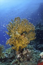 Net fire coral (Millepora dichotoma), school of Red Sea Glassfish (Parapriacanthus guentheri), Dive