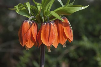 Kaiser's crown (Fritillaria imperialis) orange-flowering