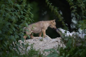 Timber Wolf (Canis lupus), adult with cub, captive, Germany, Europe