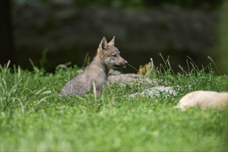 Timber Wolf (Canis lupus), cub, captive, Germany, Europe