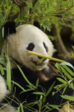 Giant Panda (ailuropoda melanoleuca), young animal, captive