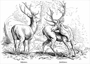 Stags, Eights and Twelve in the Forest, Hubertus Hunting, Hunting Scenes, Wild Animals, Nature,