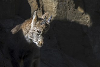 Close-up portrait of Alpine ibex (Capra ibex) kid, young with little horns on rock ledge in cliff