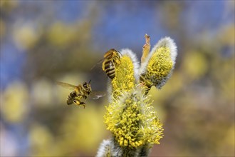 Willows bloom in a meadow, first wild bees fly to the catkins named and protected flowers to