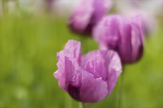 Poppy cultivation in Saxony