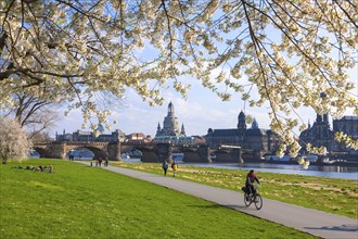 Spring on the Königsufer in Dresden