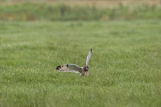 Short-eared owl (Asio flammeus) (Asio accipitrinus) in flight swooping down and grabbing mouse with