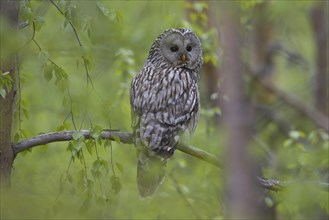 Ural owl (Strix uralensis) perched in tree, Scandinavia