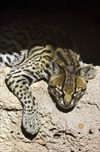 Ocelot (Felis pardalis) dwarf leopard resting in the shade in rock face, native to South America,