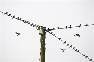 Barn swallows (Hirundo rustica) on telegraph line, Emsland, Lower Saxony, Germany, Europe