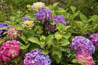 Mixed-coloured flowers of a single bigleaf hydrangea (Hydrangea macrophylla), the flower colour